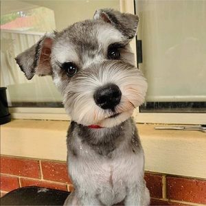 Meet your Posher, Joy